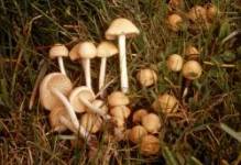 Marasmius oreades