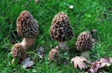 Morchella esculenta