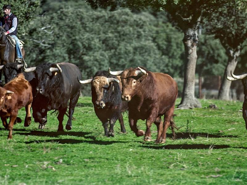 hq Dehesa de Salamanca