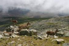 Sierra de Gredos