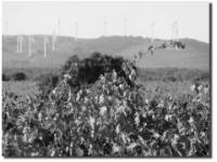 Los Llanos