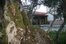 LOS OLIVOS, vista exterior