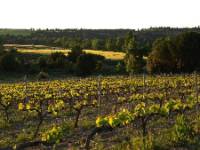 ABUBILLA ECOTURISMO, Guma, (Burgos), Paisajes Ribera del Duero