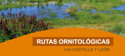 Rutas ornitológicas por Castilla y León