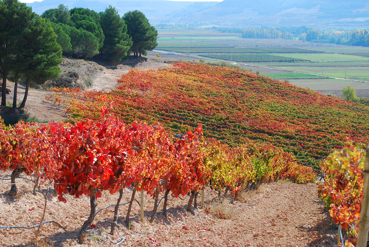 Ruta del Vino Ribera del Duero (Soria - Burgos - Valladolid)