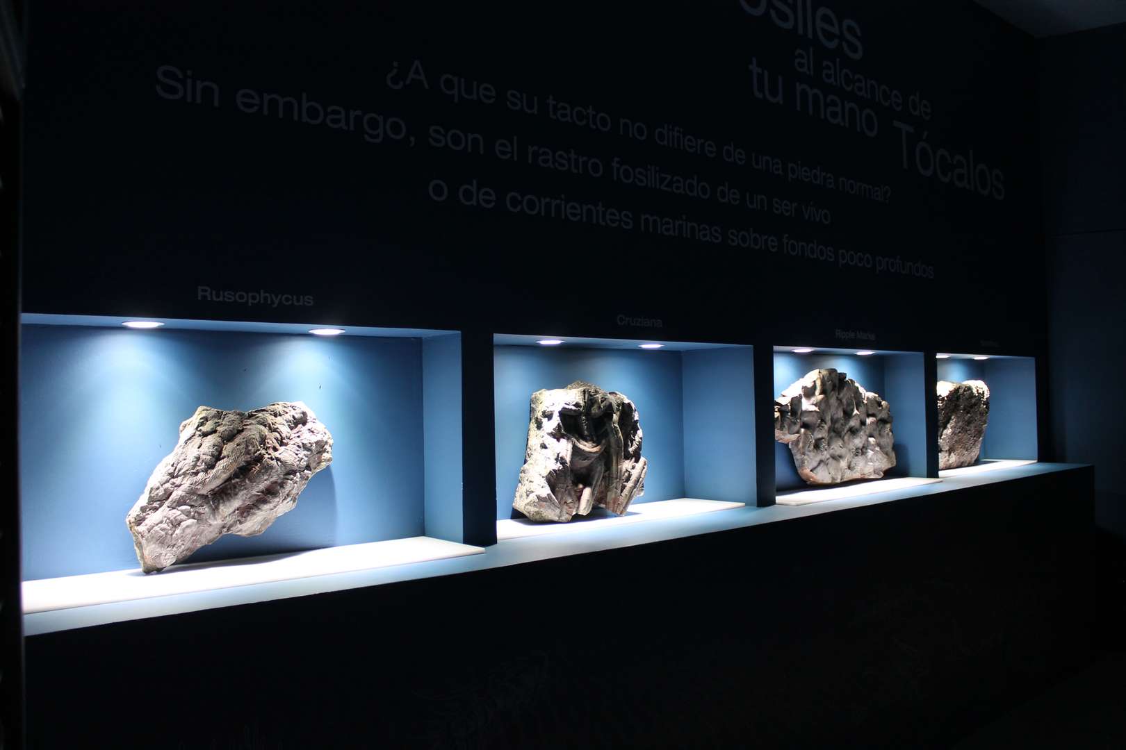 Museo de los Mares Antiguos - Monsagro fósil